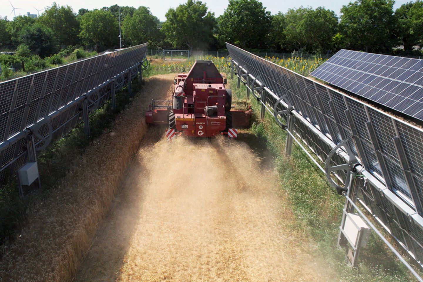 Weizen dreschen bei aufgeklappten Modulen am EWS Sonnenfeld in Bruck an der Leitha
