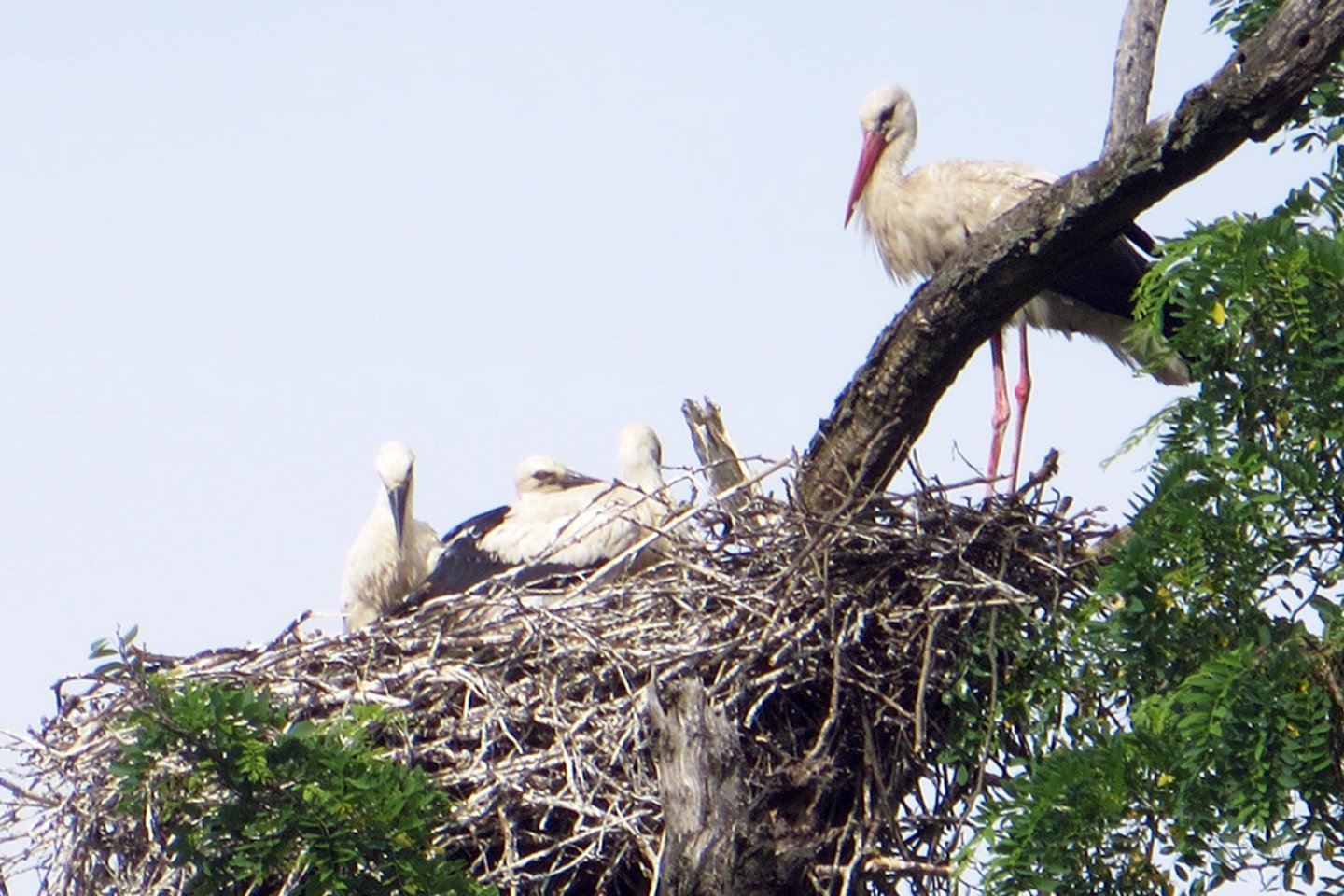 Stork's Nest at EWS Consulting GmbH in Parndorf